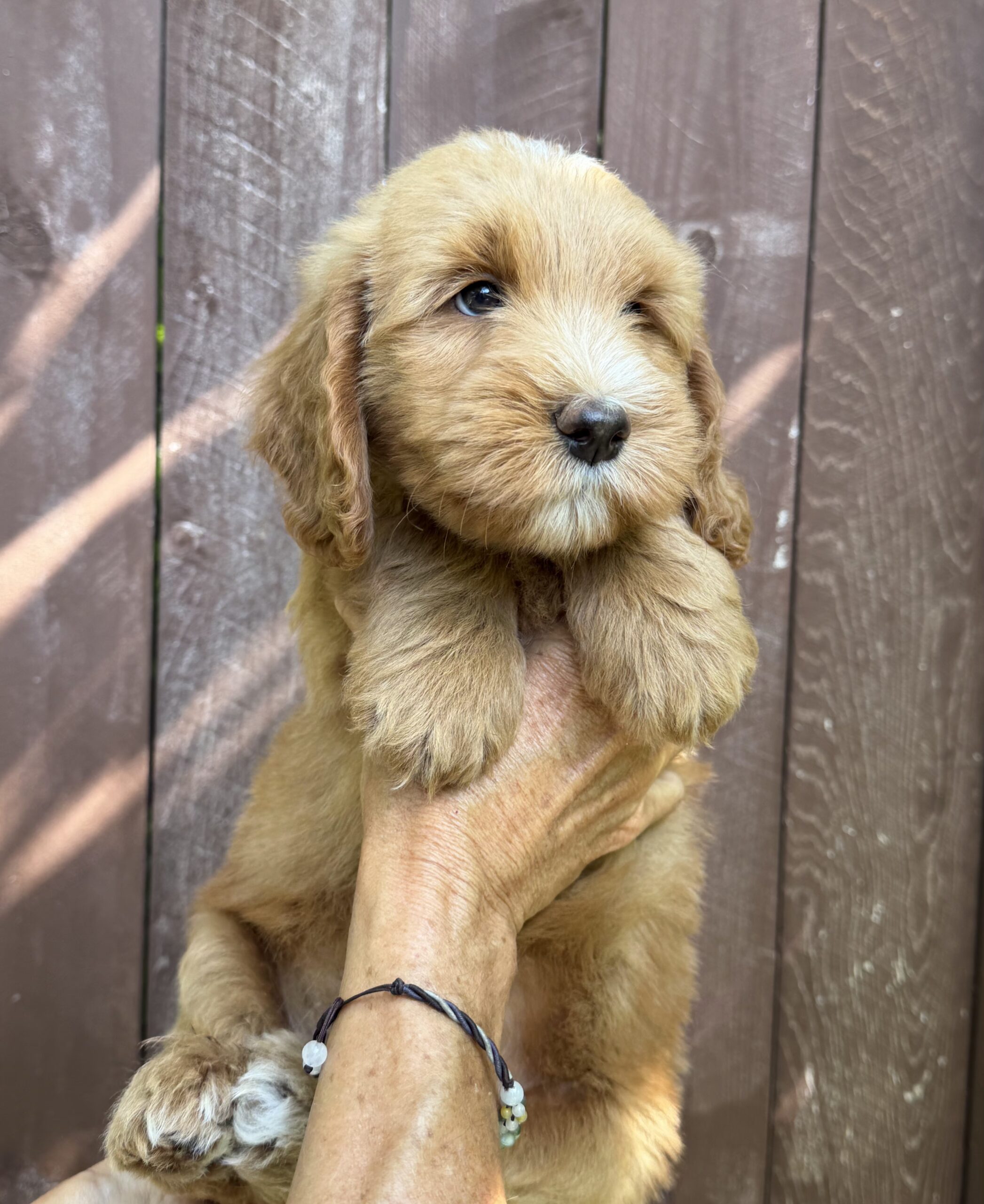 Available Bernedoodle puppy raised by River Doodles for Southern California families