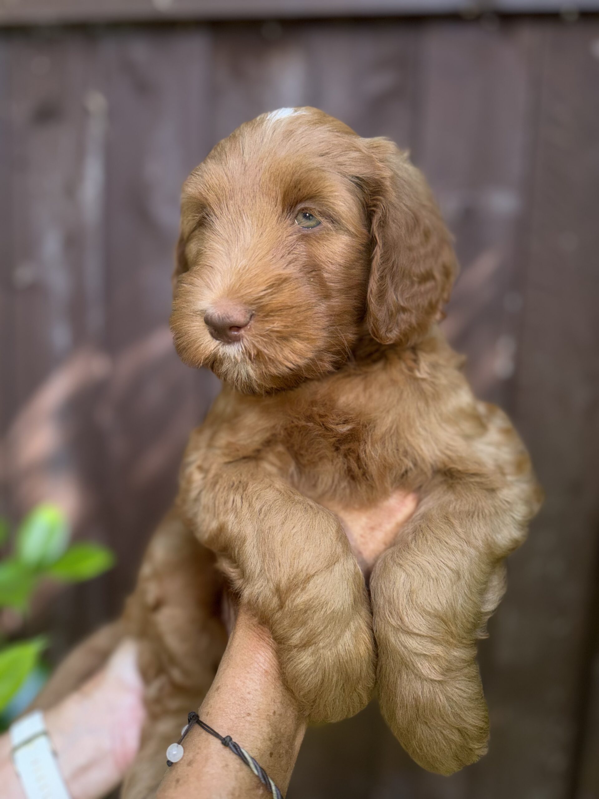 River Doodles available puppy photo for families reserving a doodle puppy